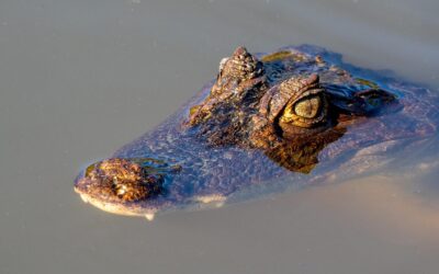 Caimano dagli occhiali