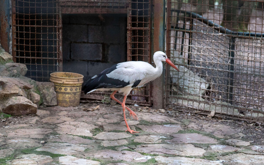 Cicogna