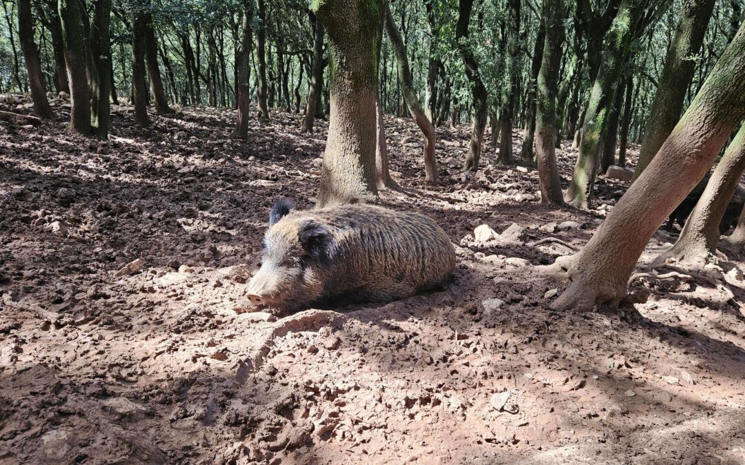 Cinghiale