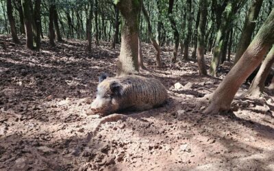 Cinghiale