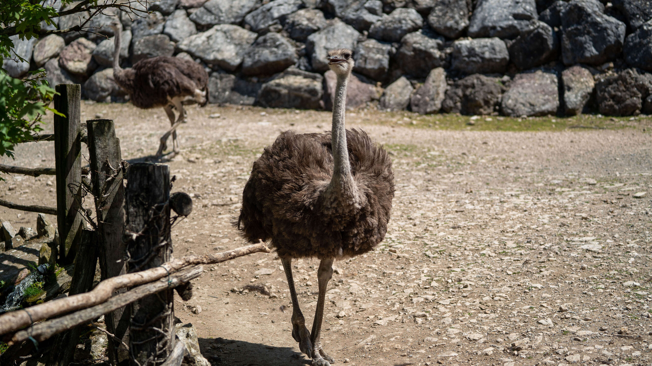 emu emù