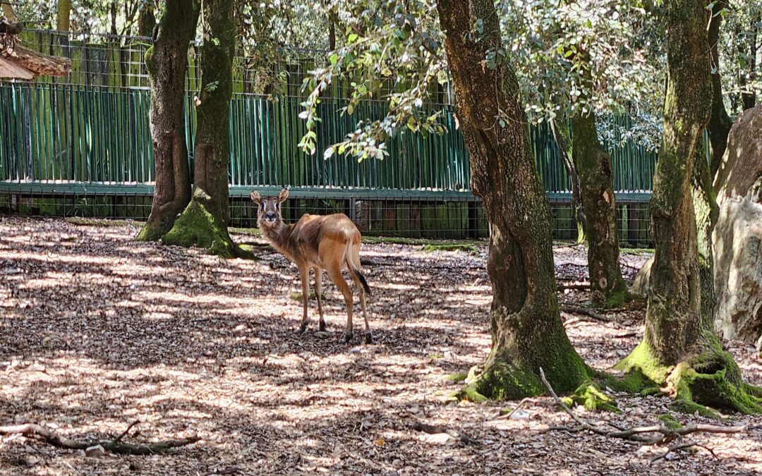 Guanaco