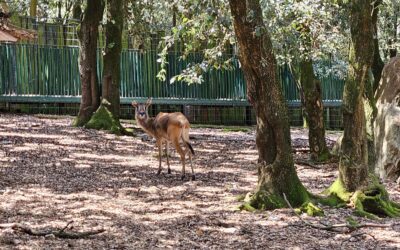 Guanaco