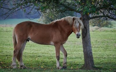 Cavallo Avelignese