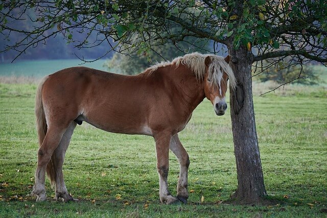 Cavallo Avelignese