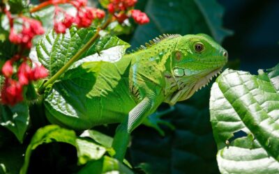 Iguana verde