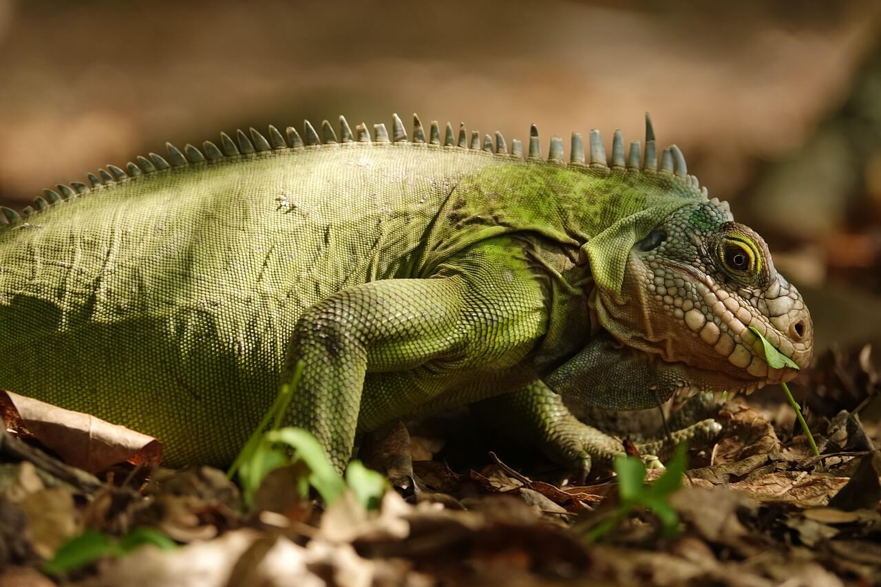 iguana iguana