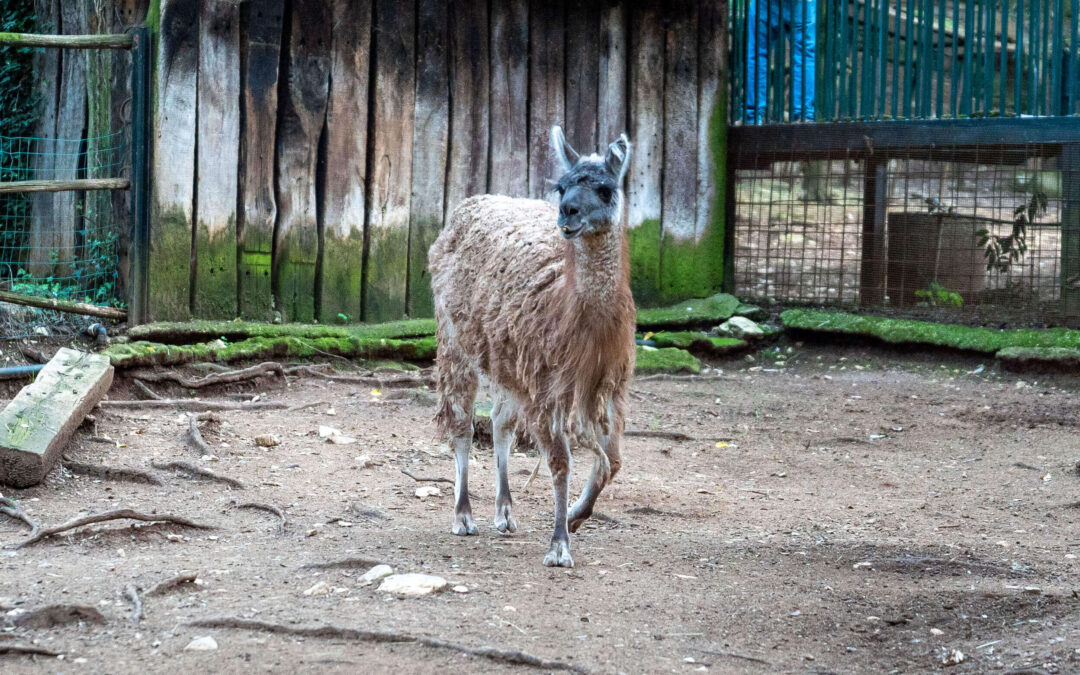 Lama