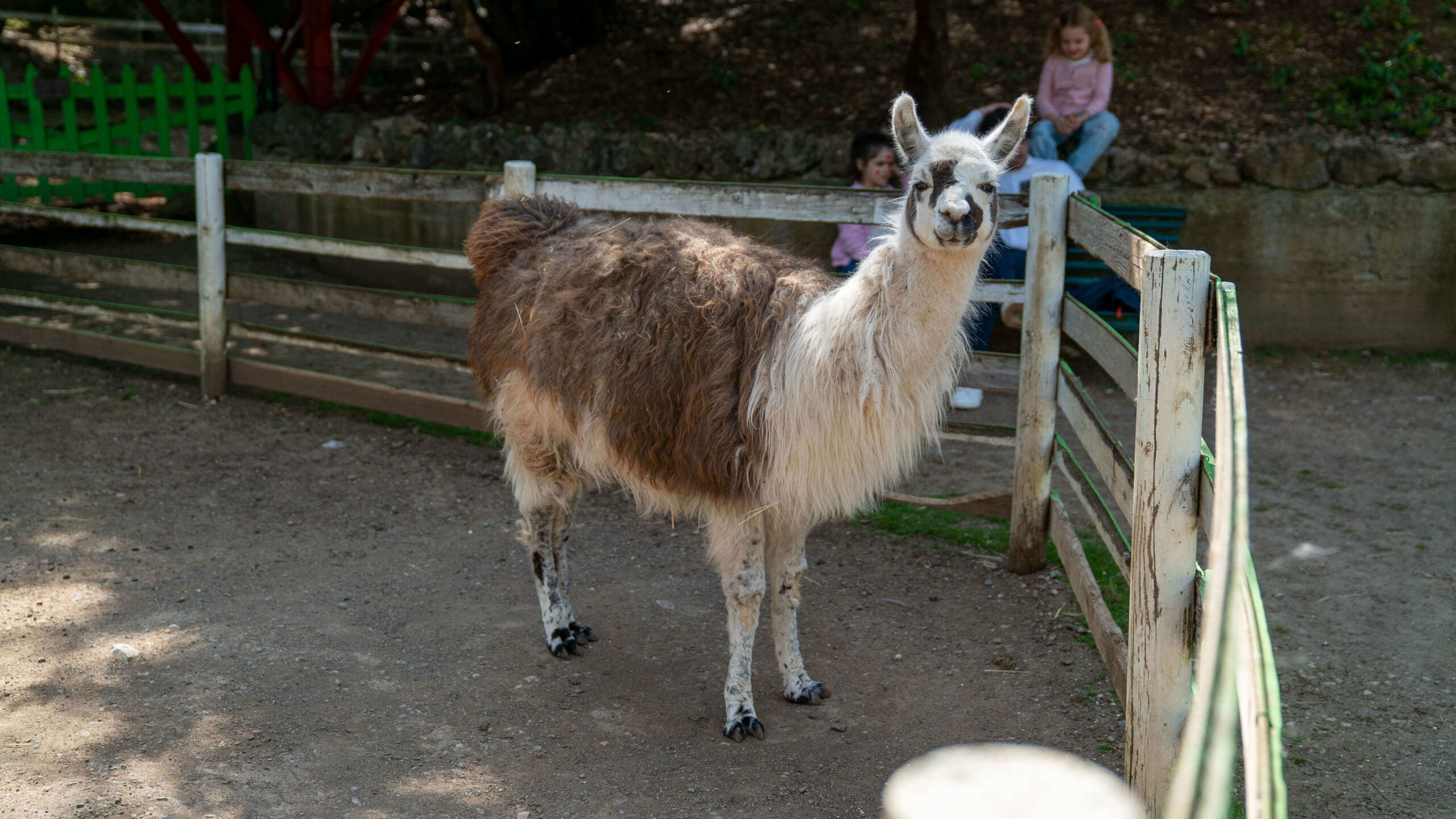 lama
