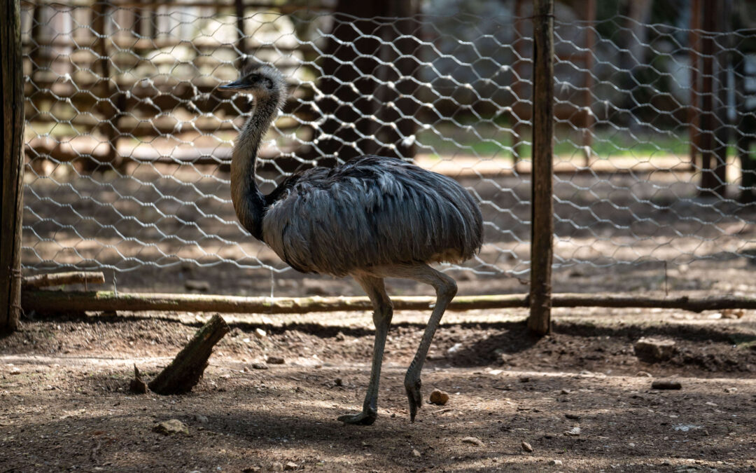 Nandu