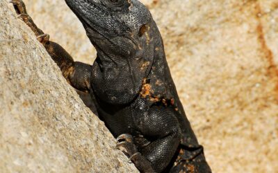 Eloderma orrido