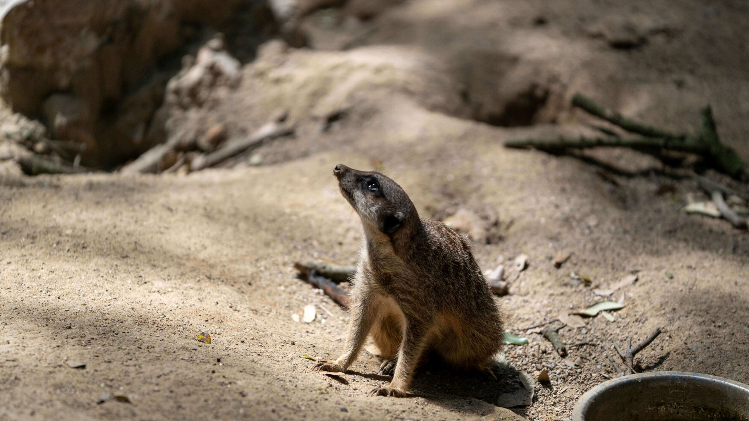 suricata suricata