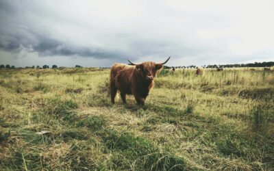 Toro Frisone