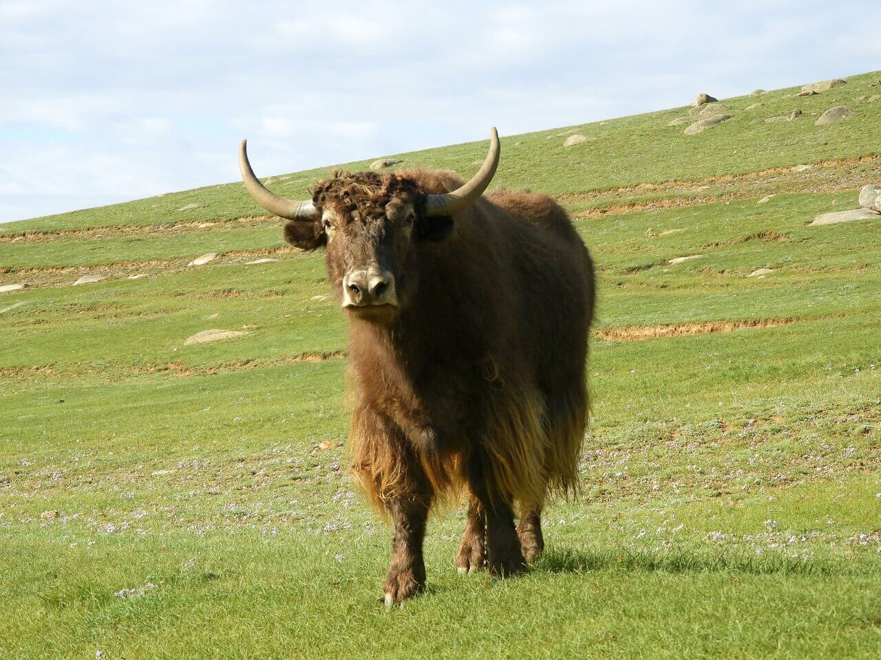 yak