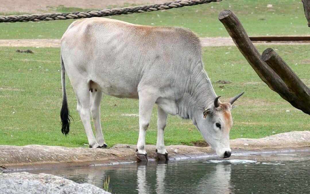 Zebu Nano