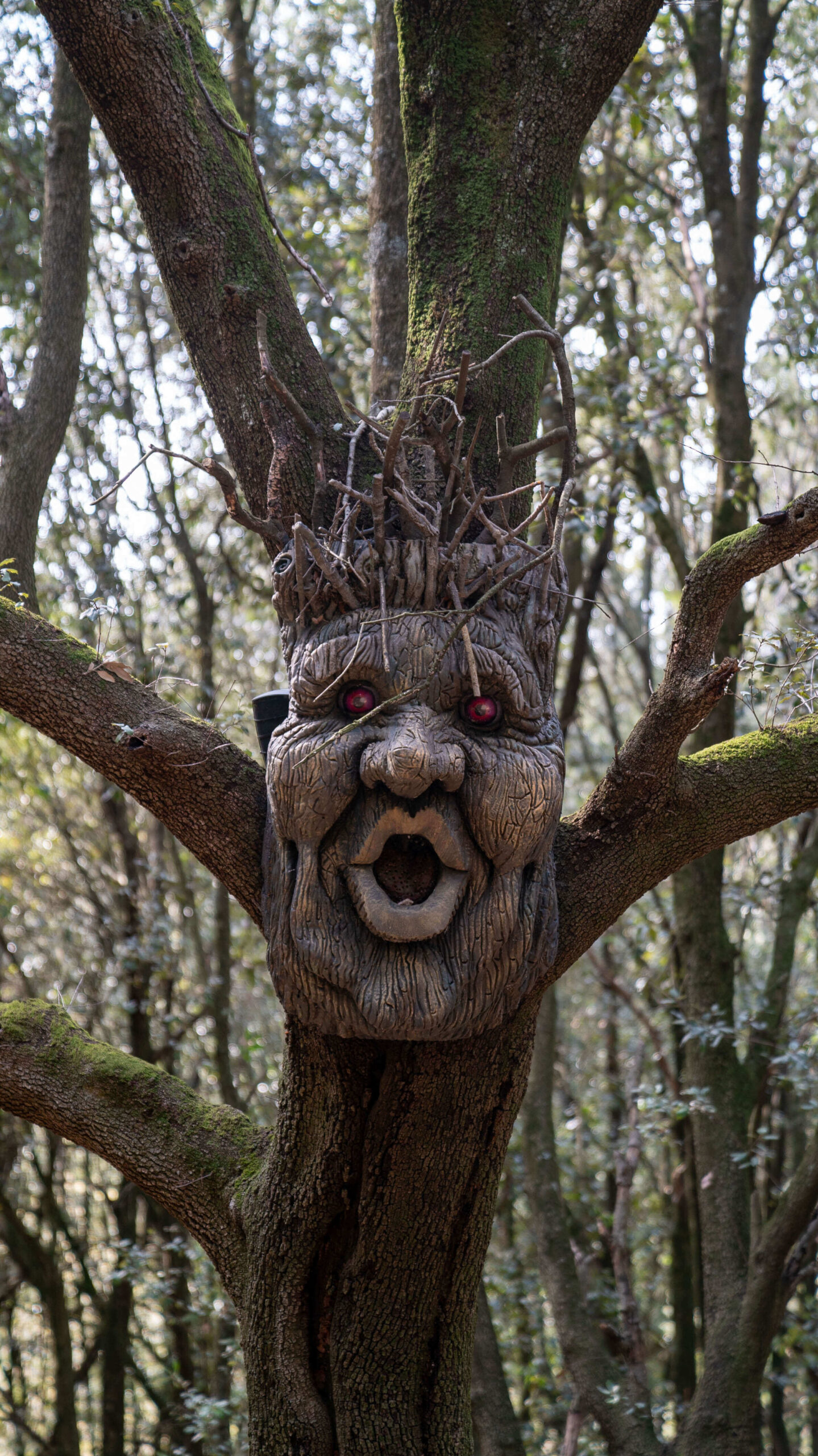 Bosco parlante Città della Domenica Bosco parlante Città della Domenica